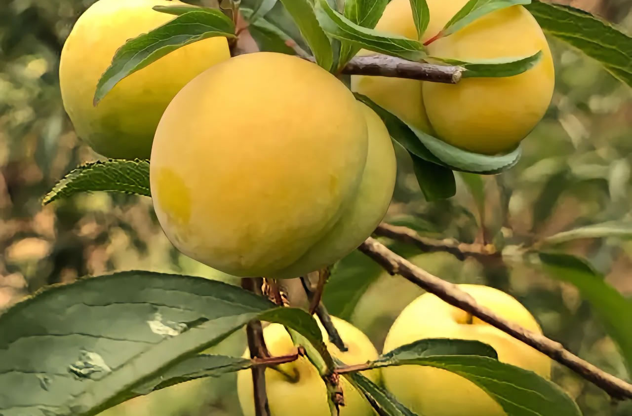 新鲜蜂糖李