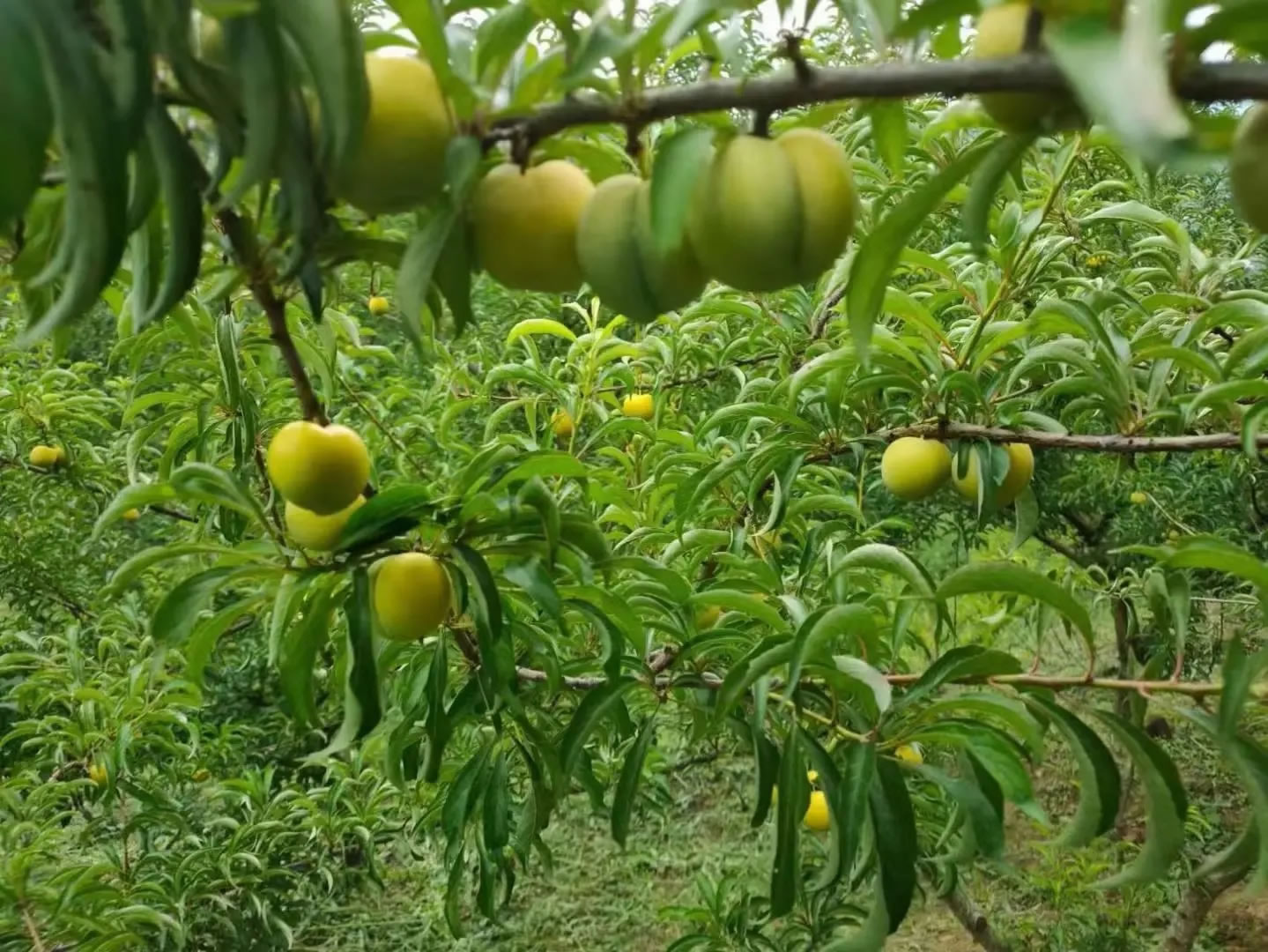 正宗贵州镇宁蜂糖李