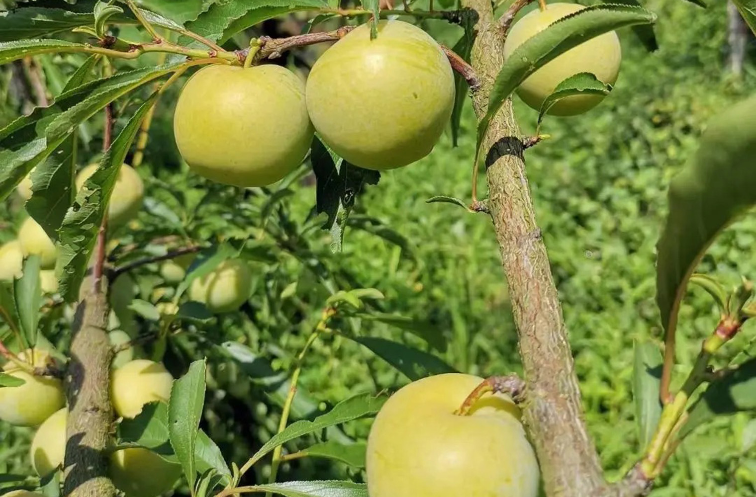 蜂糖李种植技术