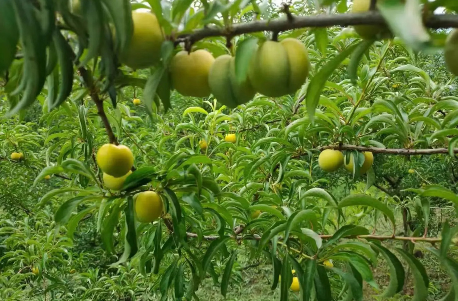 蜂糖李种植要素