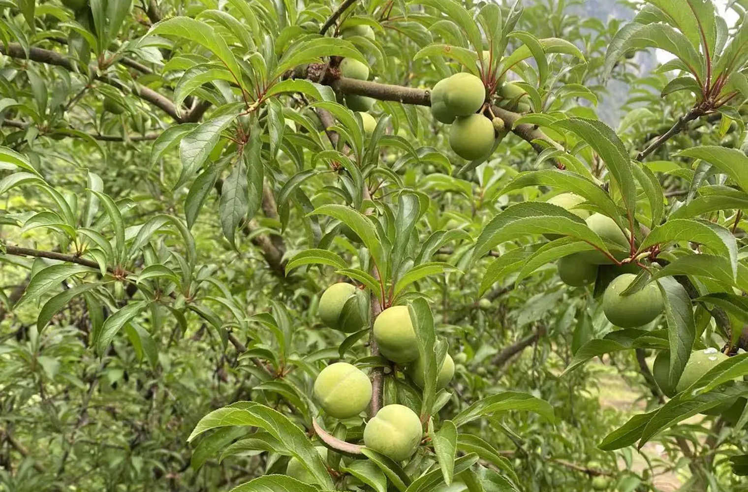 贵州蜂糖李子基地