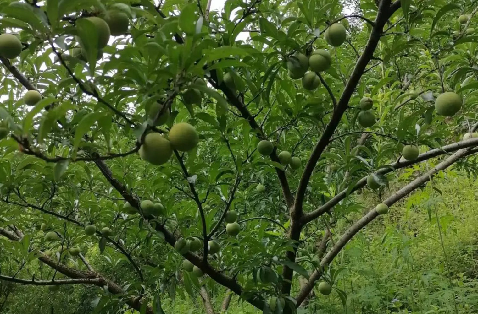 贵州蜂糖李子基地