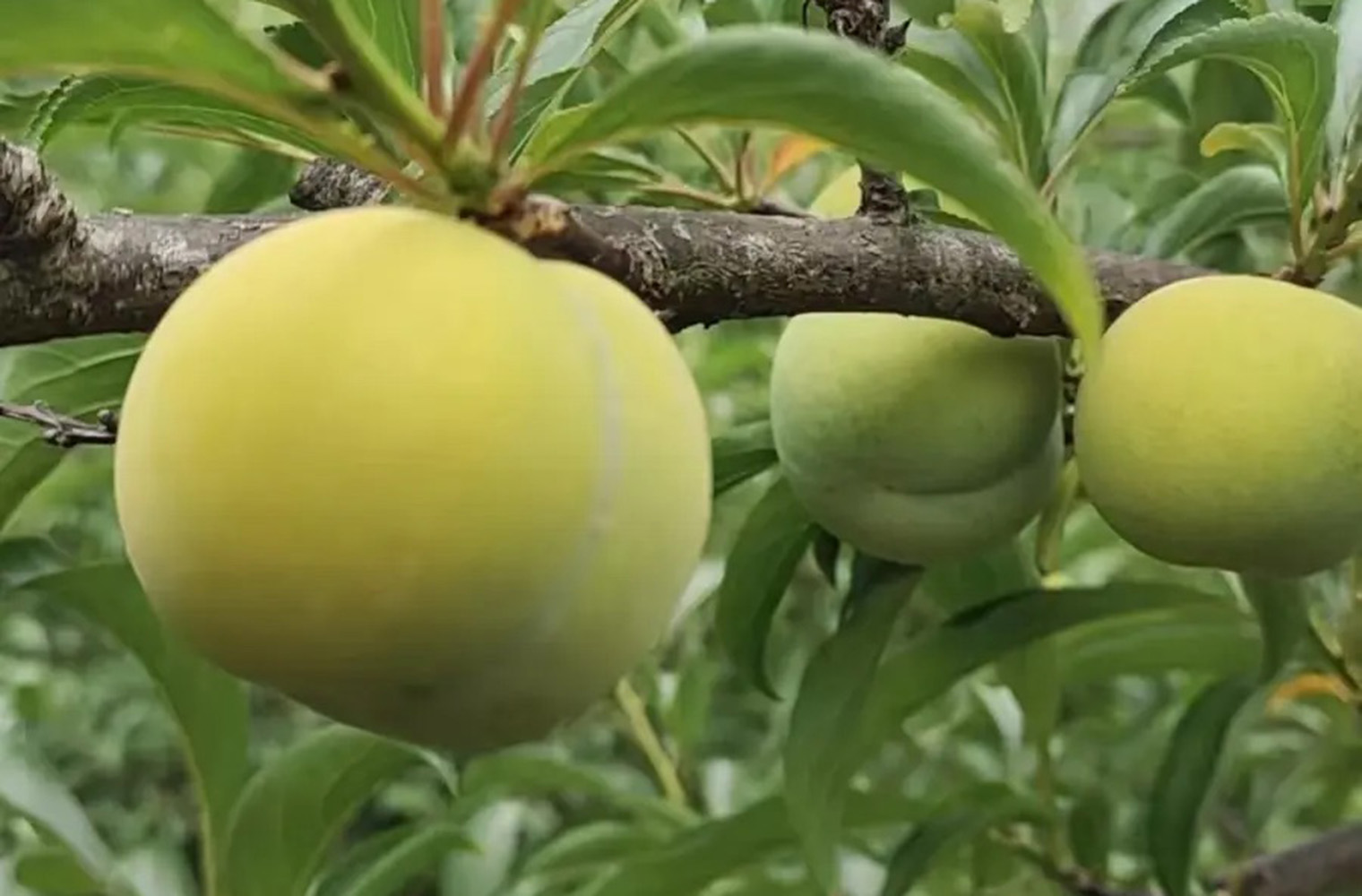 蜂糖李