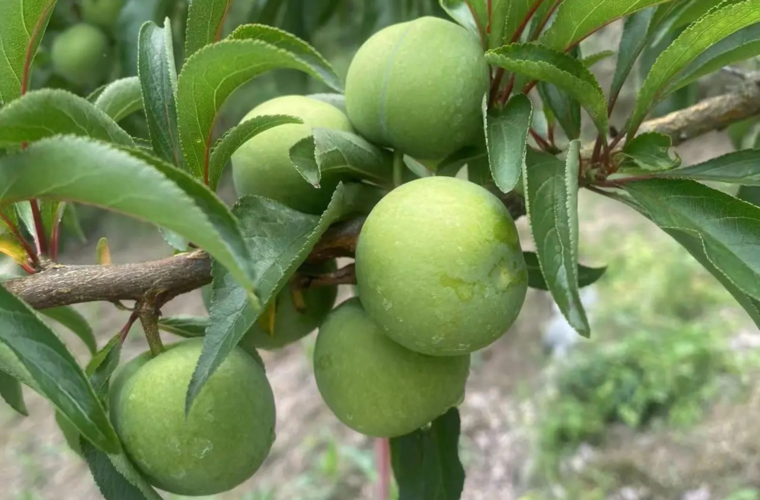 蜂糖李