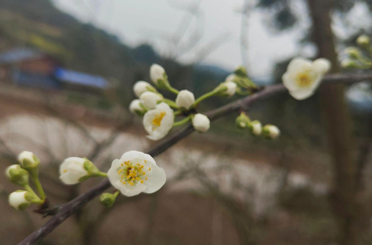 蜂糖李授粉