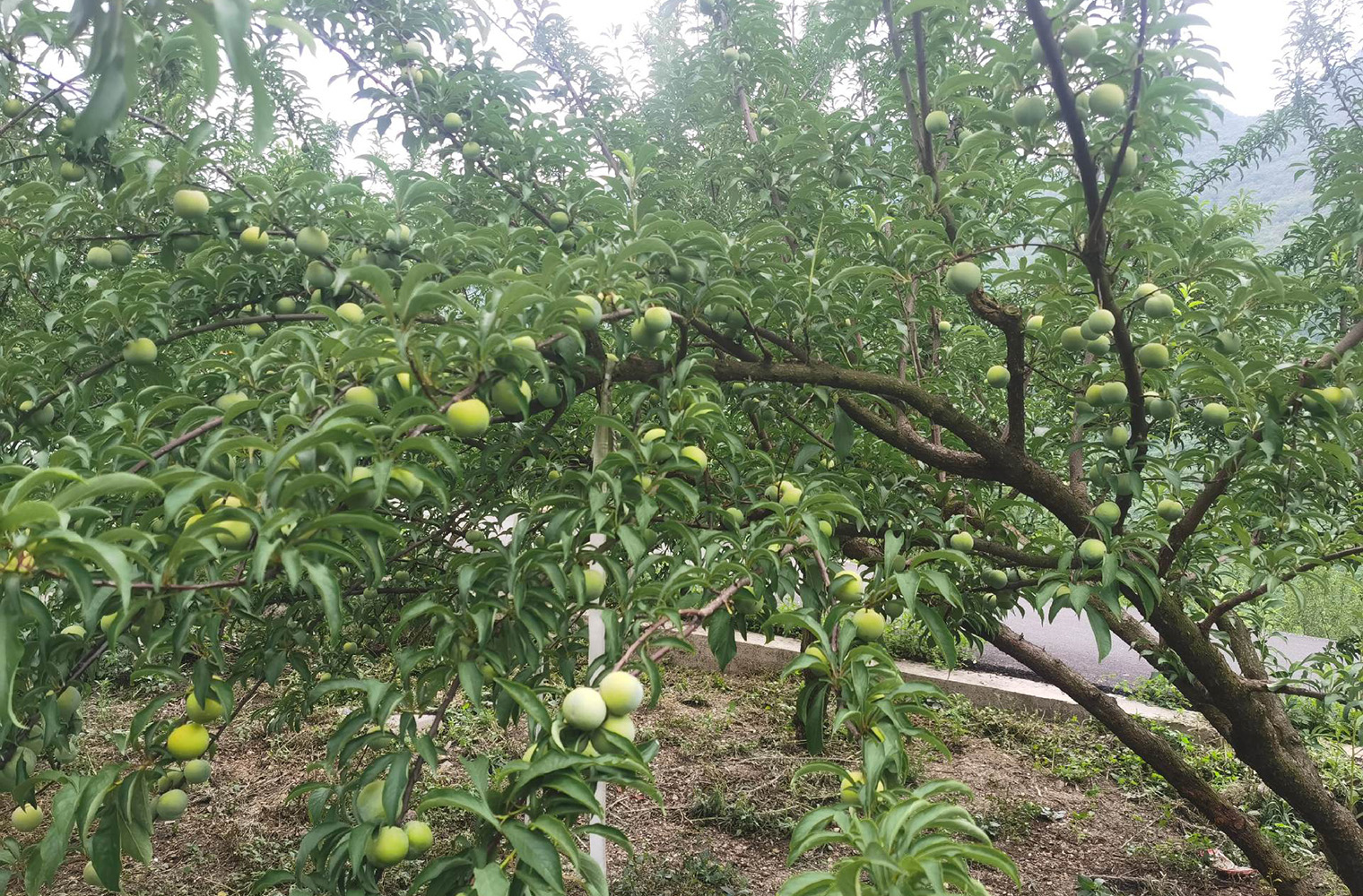 蜂糖李产量