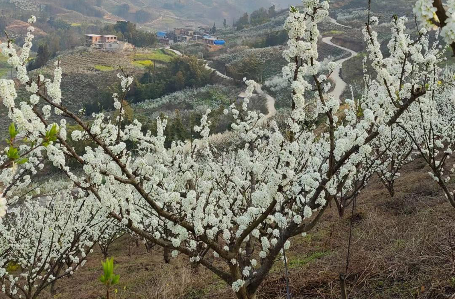 蜂糖李适合种植地区