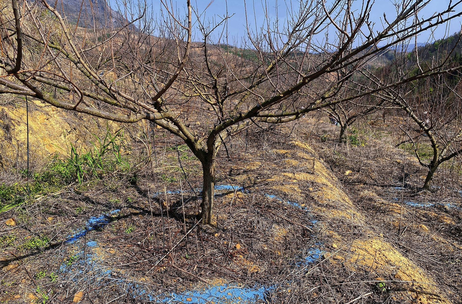 蜂糖李种植